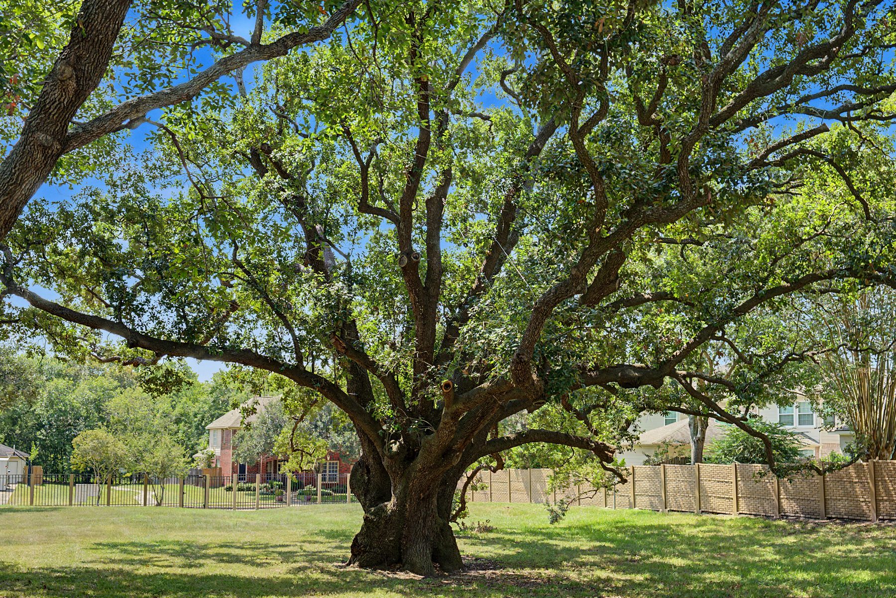 The Freedom Tree, a historic live oak at Freedom Tree Park in Missouri City, Texas