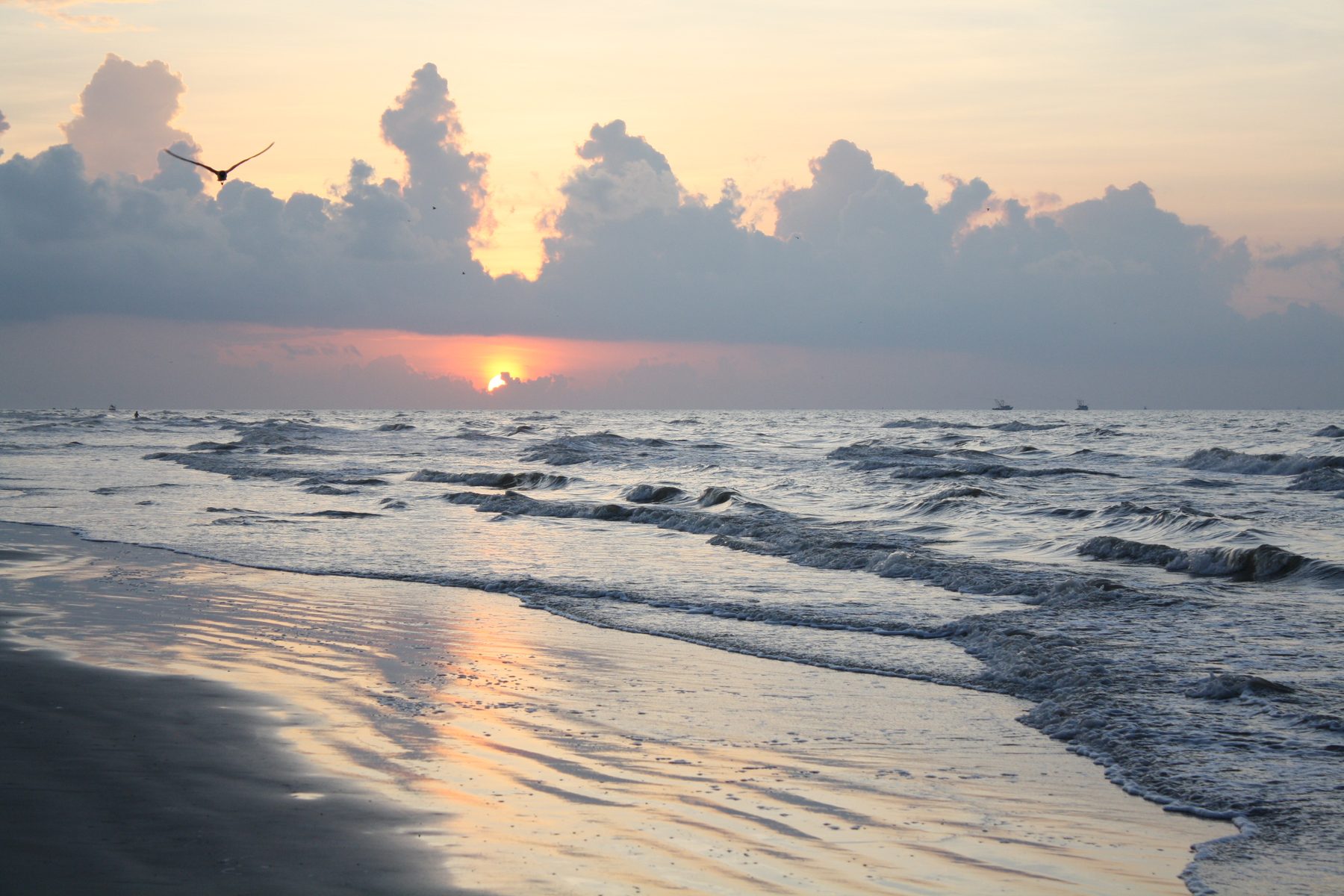 Sunrise over the Gulf of Mexico with a gull in flight and surf along the Galveston shoreline